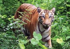 zoo picture